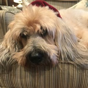 Meet your Posher, Leslie